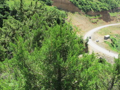 Juniperus foetidissima