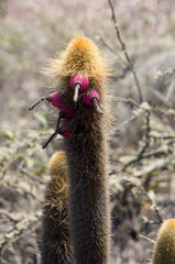Cleistocactus variispinus