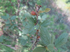 Prunus incana