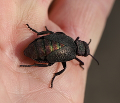 Meloe variegatus
