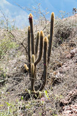 Cleistocactus variispinus