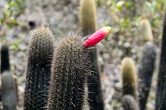 Cleistocactus variispinus