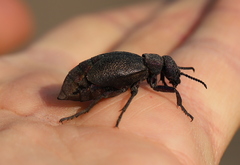 Meloe variegatus