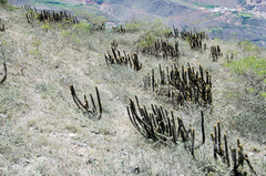 Cleistocactus variispinus