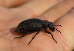 Meloe variegatus