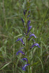 Lobelia sessilifolia