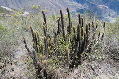 Cleistocactus variispinus