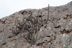 Cleistocactus variispinus