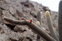 Cleistocactus variispinus