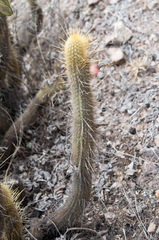 Cleistocactus variispinus