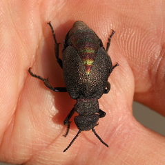 Meloe variegatus