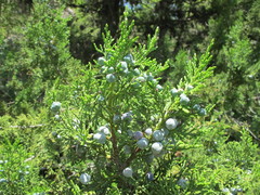 Juniperus foetidissima