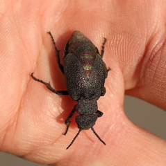 Meloe variegatus