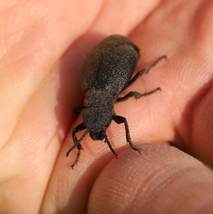 Meloe variegatus