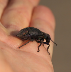 Meloe variegatus