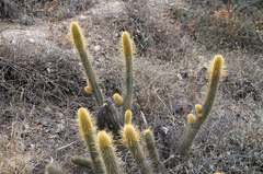 Cleistocactus variispinus