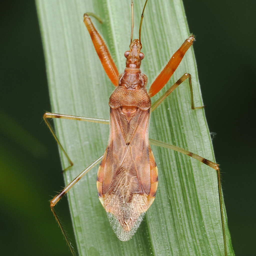 Gorpis brevilineatus from Izunokuni, Shizuoka, Japan on April 29, 2026 ...