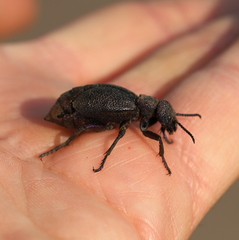 Meloe variegatus