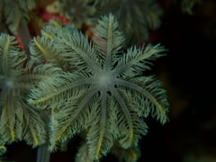 Clavularia