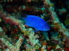 Chrysiptera springeri