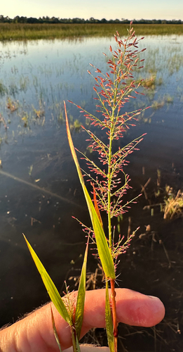 Eragrostis viscosa observed 2026-04-05