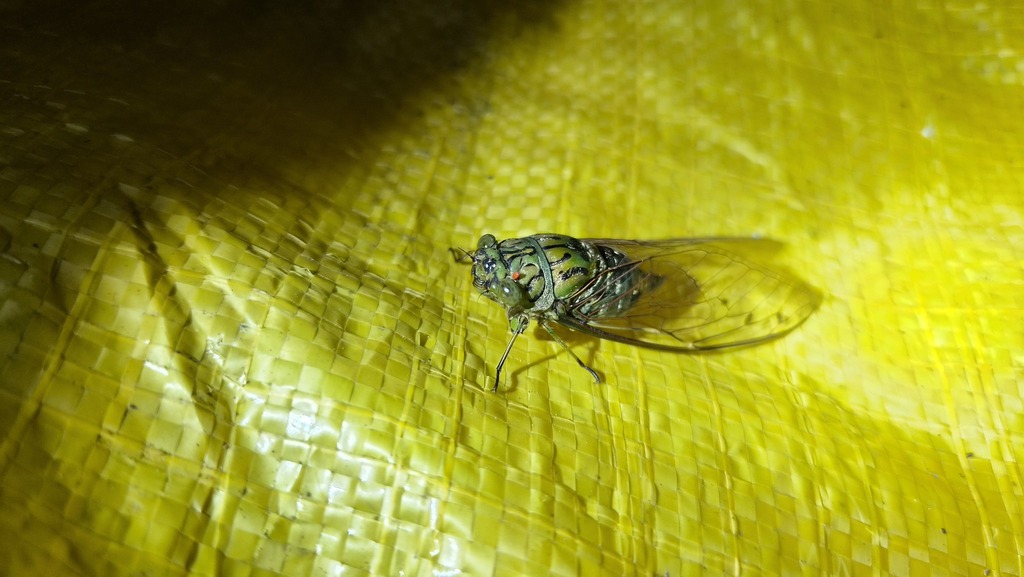 Dilobopyga toxopei