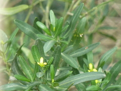 Cneorum tricoccon