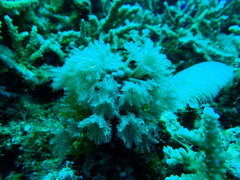 Clavularia