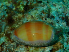 Lyncina