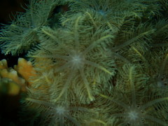 Clavularia