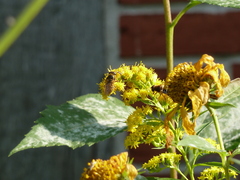 Cheilosia canicularis