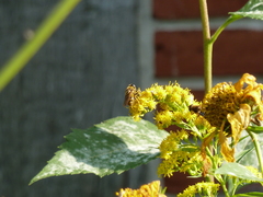 Cheilosia canicularis