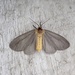 Mouse-colored Tiger Moth - Photo (c) John Trent, some rights reserved (CC BY-NC-ND), uploaded by John Trent