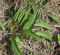 Arnoglossum plantagineum