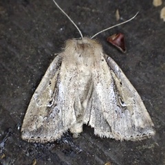 Franclemontia interrogans