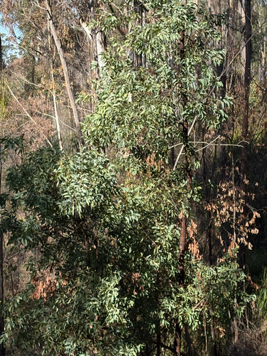 Acacia obliquinervia
