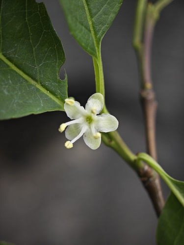 Ilex macrocarpa iNat (1)