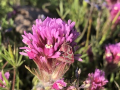Schinia pulchripennis