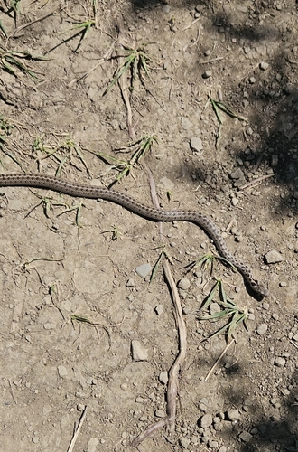 Caucasian Ratsnake