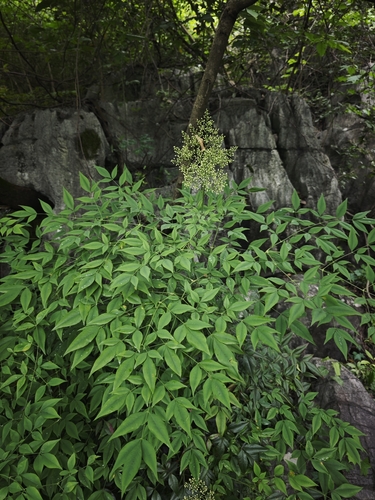 Heavenly bamboo