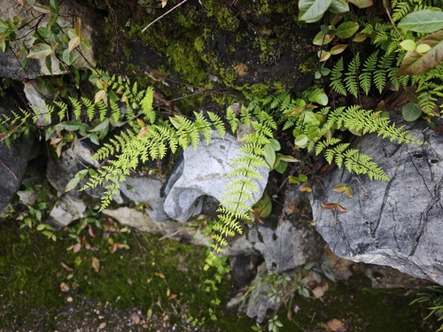 Cheilanthes chusana