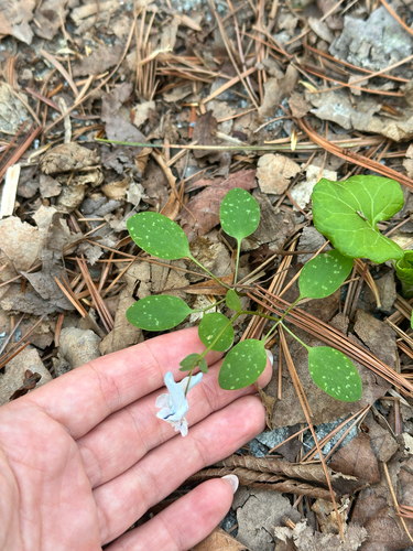 Corydalis repens, photograph 1