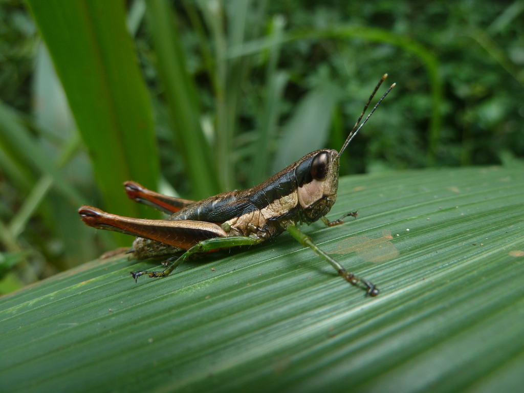 Caryanda cylindrica from Ejisu-Juaben District, Ghana on May 22, 2016 ...