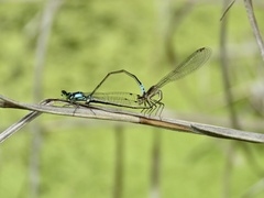 Ischnura cervula
