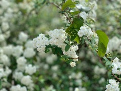 Spiraea prunifolia