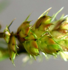 Dactyloctenium australe