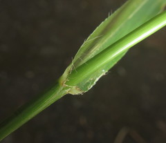 Dactyloctenium australe