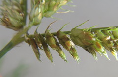 Dactyloctenium australe