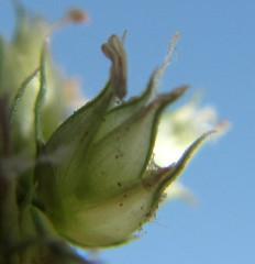 Dactyloctenium australe