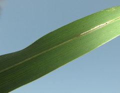 Dactyloctenium australe